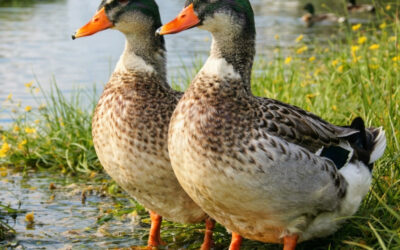 Le canard de Challans : L’excellence du Marais Breton-Vendéen