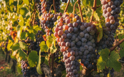 Le terret gris : La renaissance d’un trésor oublié du Languedoc