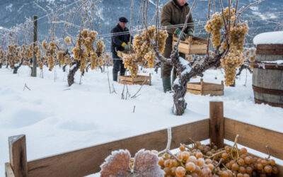 Le vin de neige : Le nectar des cimes Françaises