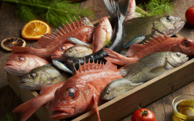 Les poissons de roche : Les trésors iodés du littoral Français