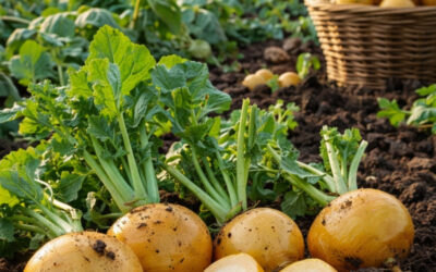 Le navet boule d’or : L’or fondant du potager