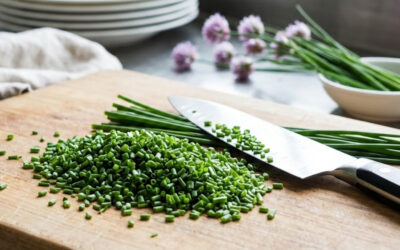 La ciboulette : L’élégance du geste et la fraîcheur du terroir