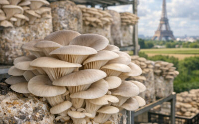 La pleurote de l’Essonne : Le renouveau du champignon francilien