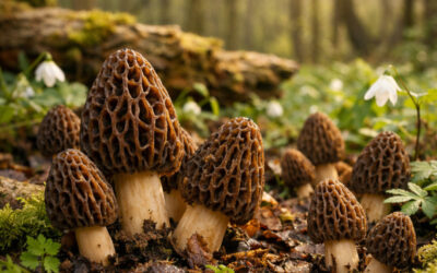 Morilles : Pourquoi vous ne devez SURTOUT pas les manger crues